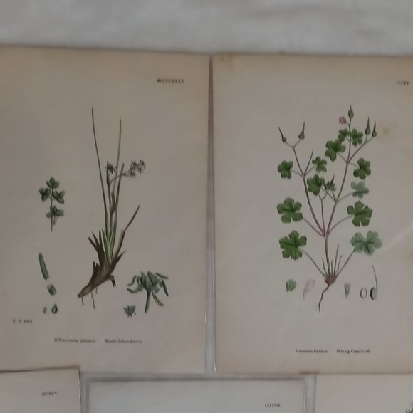 Vintage 1870 Botanical Prints Collectible - Picture 9 of 14